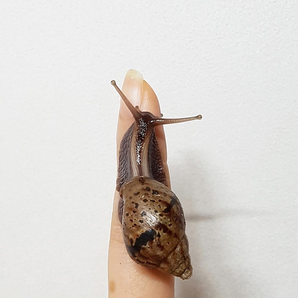 [달팽이키우기] 흑와달팽이 3cm이하 1마리(작은크기만 있어요)