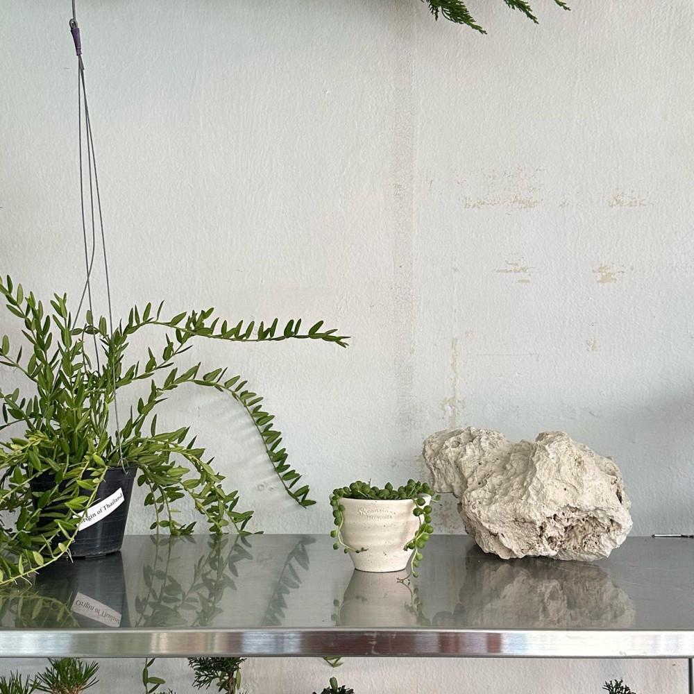 콩란 콩난 녹영 미니식물 플랜테리어 인테리어식물