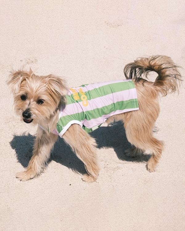 도넛도넛 슈퍼쿨독 쿨링티_말차/라벤더