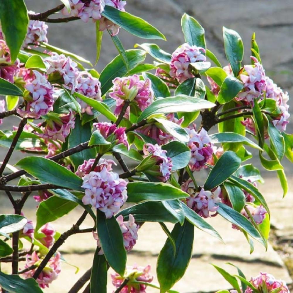천리향 서향나무 소형 중형 - 실내공기정화식물 향기나는꽃 화초 키우기