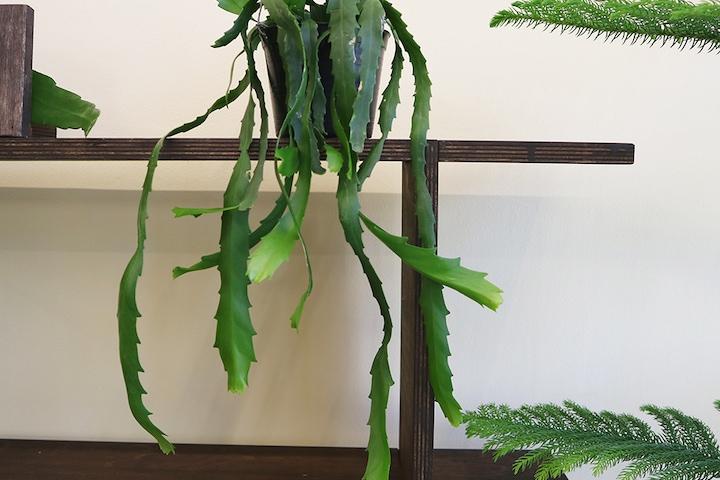 립살리스 뉴쇼우 행잉플랜트 집꾸미기