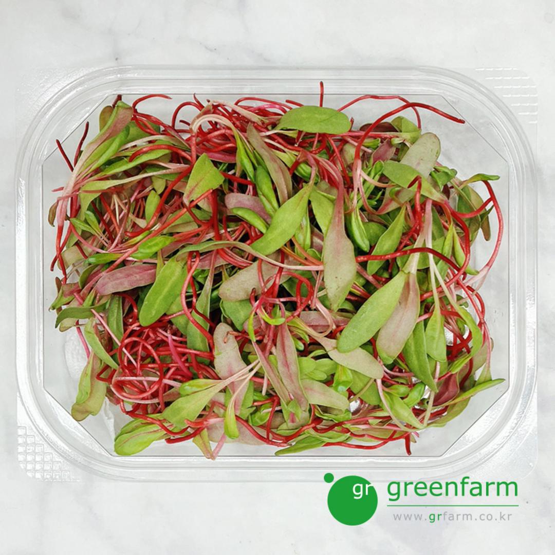 루비레드(적근대순)_50g