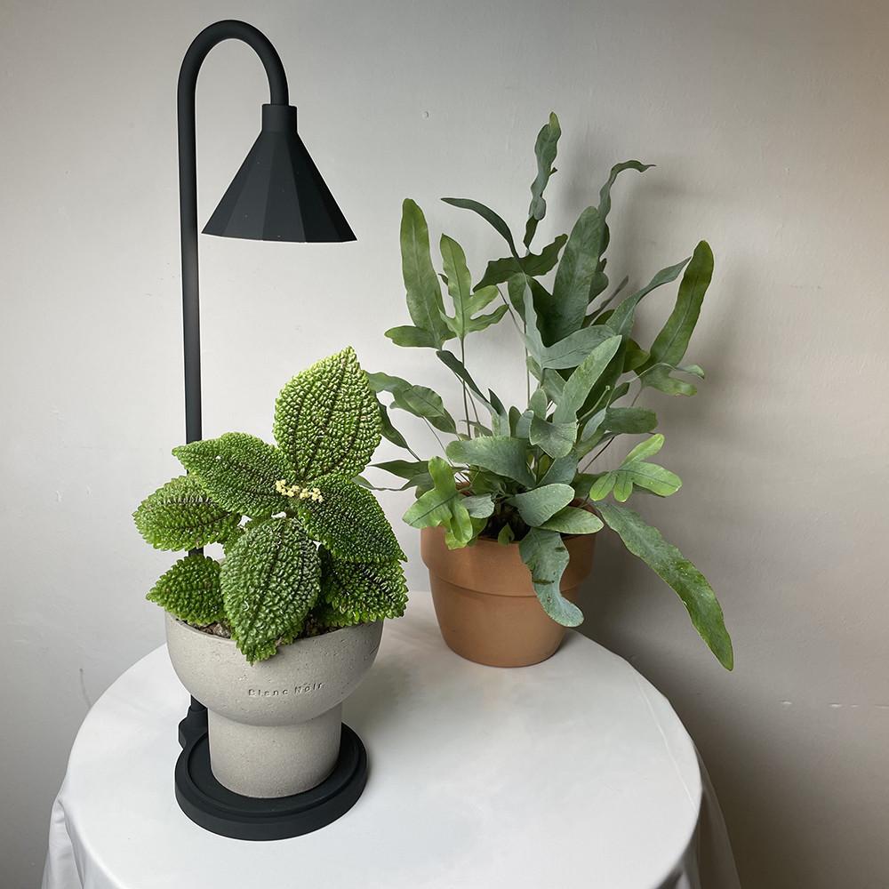 [재배의 정석] 루아앤루카 식물등 반려 식물 조명 LED 무드등 집들이 선물