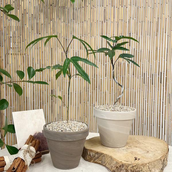 [화분포함 완제품]테이블사이즈 이목을 집중시키는 인테리어화분 황칠나무 - 수형 2style