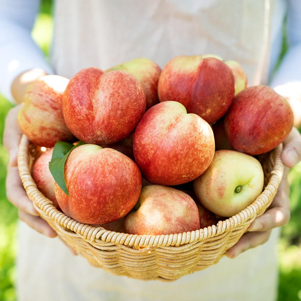무료배송 신비복숭아 복숭아 딱딱이 말랑이 거반도 대극천 천도 백도 황도