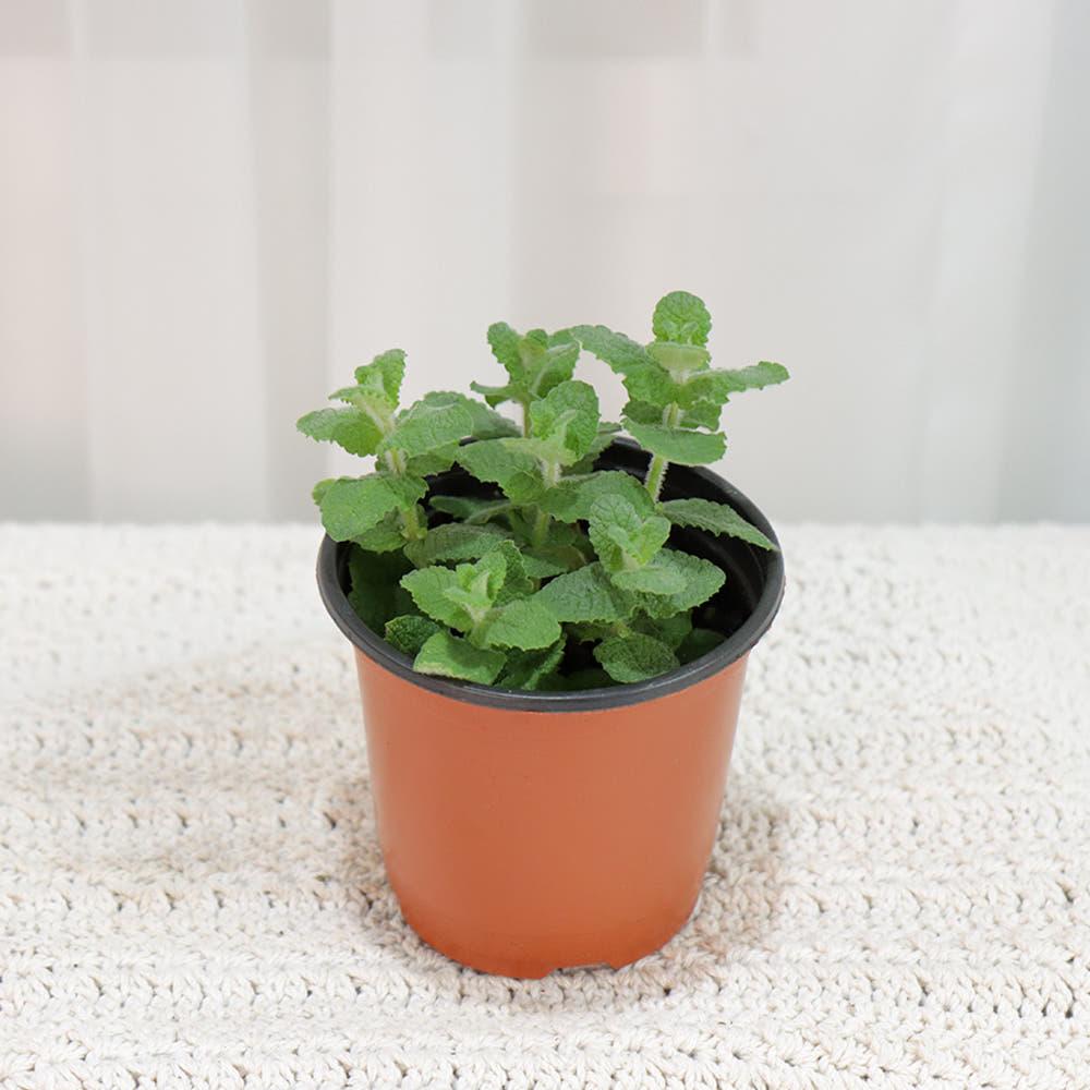 갑조네 애플민트 허브 키우기 식용 공기정화식물 허브모종 데코용 작은잎 모히토 화분