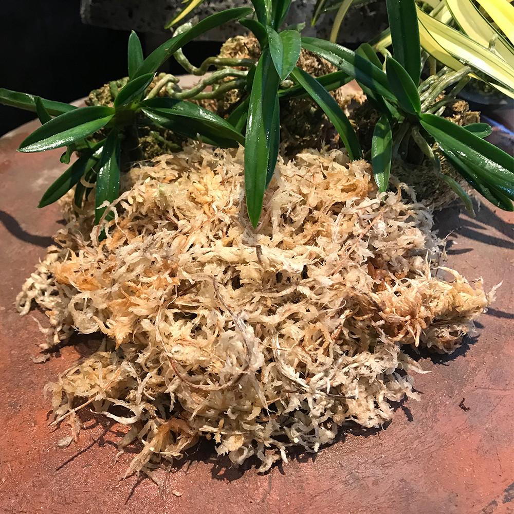 뉴질랜드 고급 수태 AA급 AAAA급 풍란 이끼 서양란