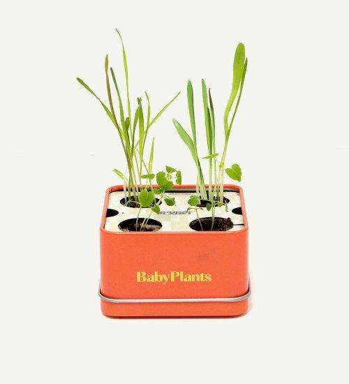 베이비플랜츠 [킷캣]