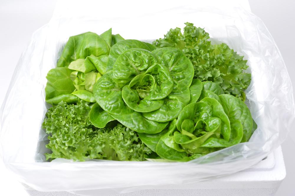 [무공해 무농약]  유러피안 샐러드 채소 500g, 1kg 유럽야채 쌈채소 로메인 버터헤드 [원산지:국산(충청북도 청주시 흥덕구)]