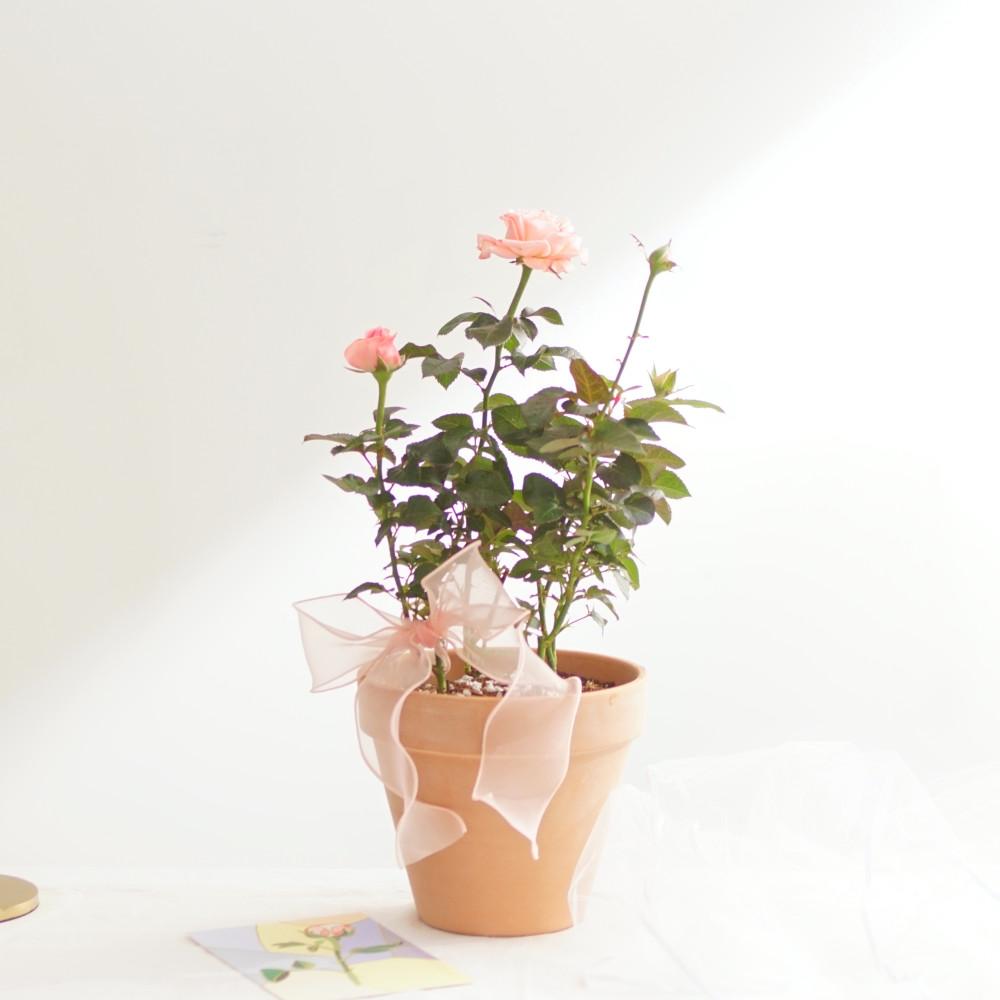 사계장미 핑크 생화 화분 세트 미니 장미 키우기 봄꽃화분 5월꽃