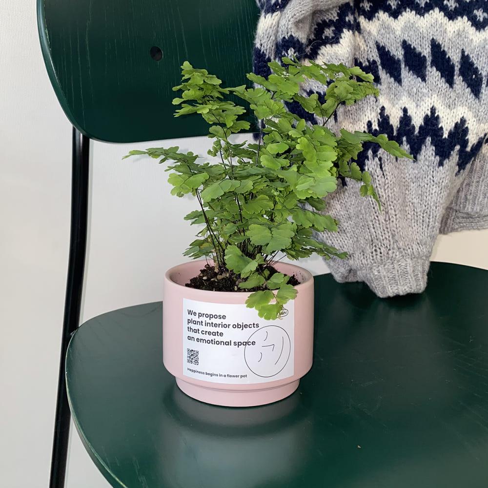 아디안텀 모노컬러 공기정화 후지팟 플랜테리어 실내식물