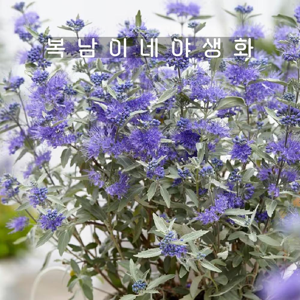 은엽층꽃 [1포트 복남이네야생화 모종 퍼플 층꽃나무 caryopteris]