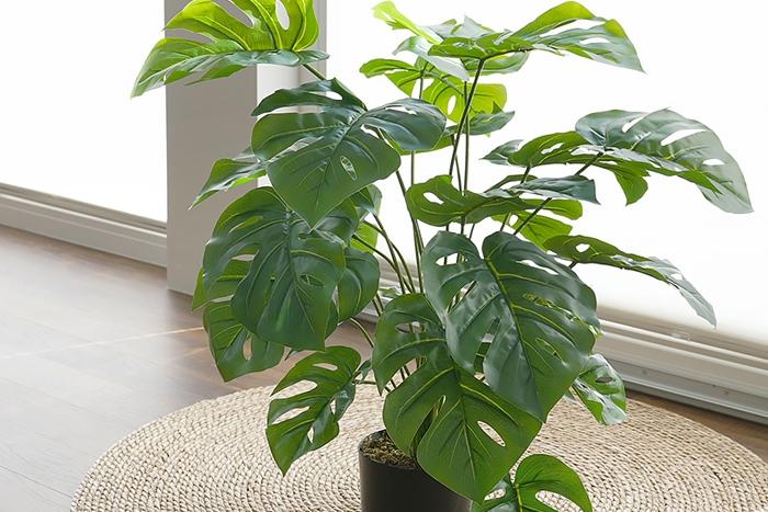 볼륨 몬스테라 블랙 pot(75cm)