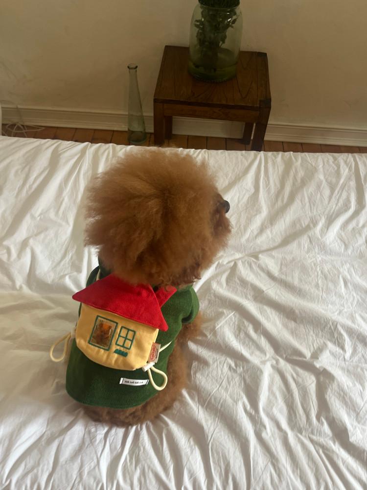 [10/24 13:00 OPEN 10% OFF] 해피하우스 집모양 강아지 고양이 가방