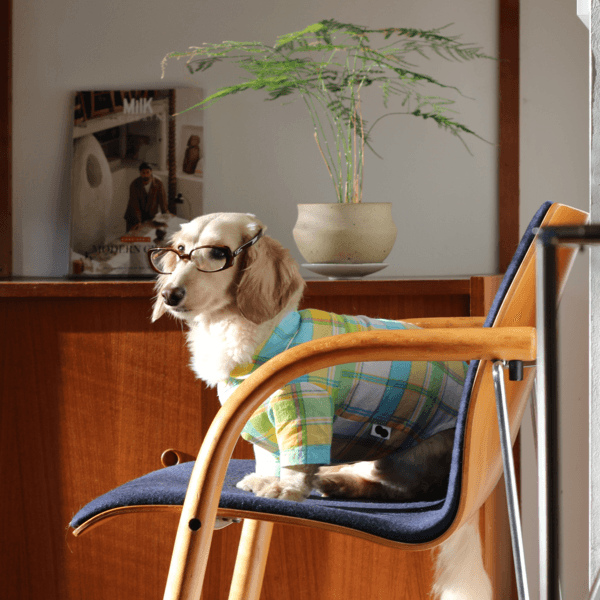 정과장셔츠 (모과토스트)