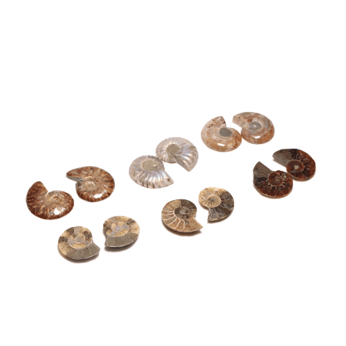 암모나이트화석(소) 한 쌍[무작위발송]