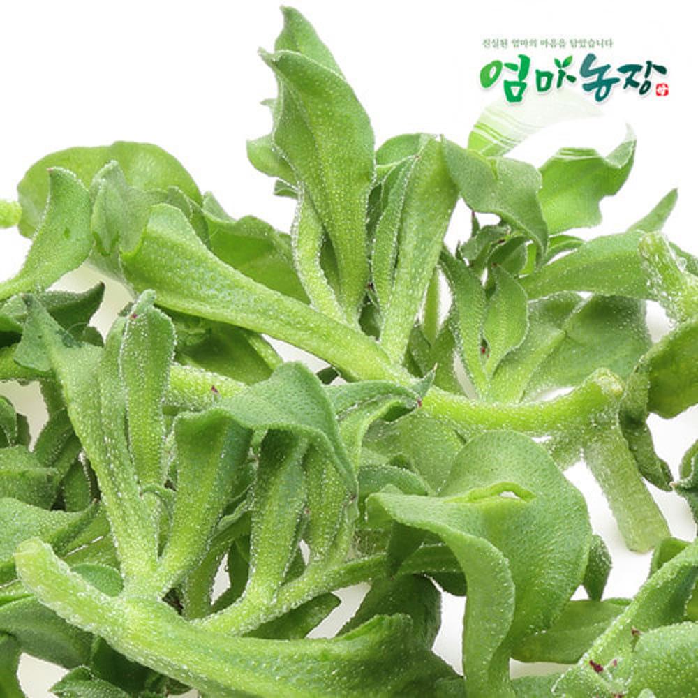 아이스플랜트 1.2kg 당일수확 무농약