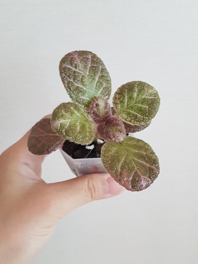 에피스시아 크리스티나 (에피시아 Episcia Kristina) 동일상품 배송