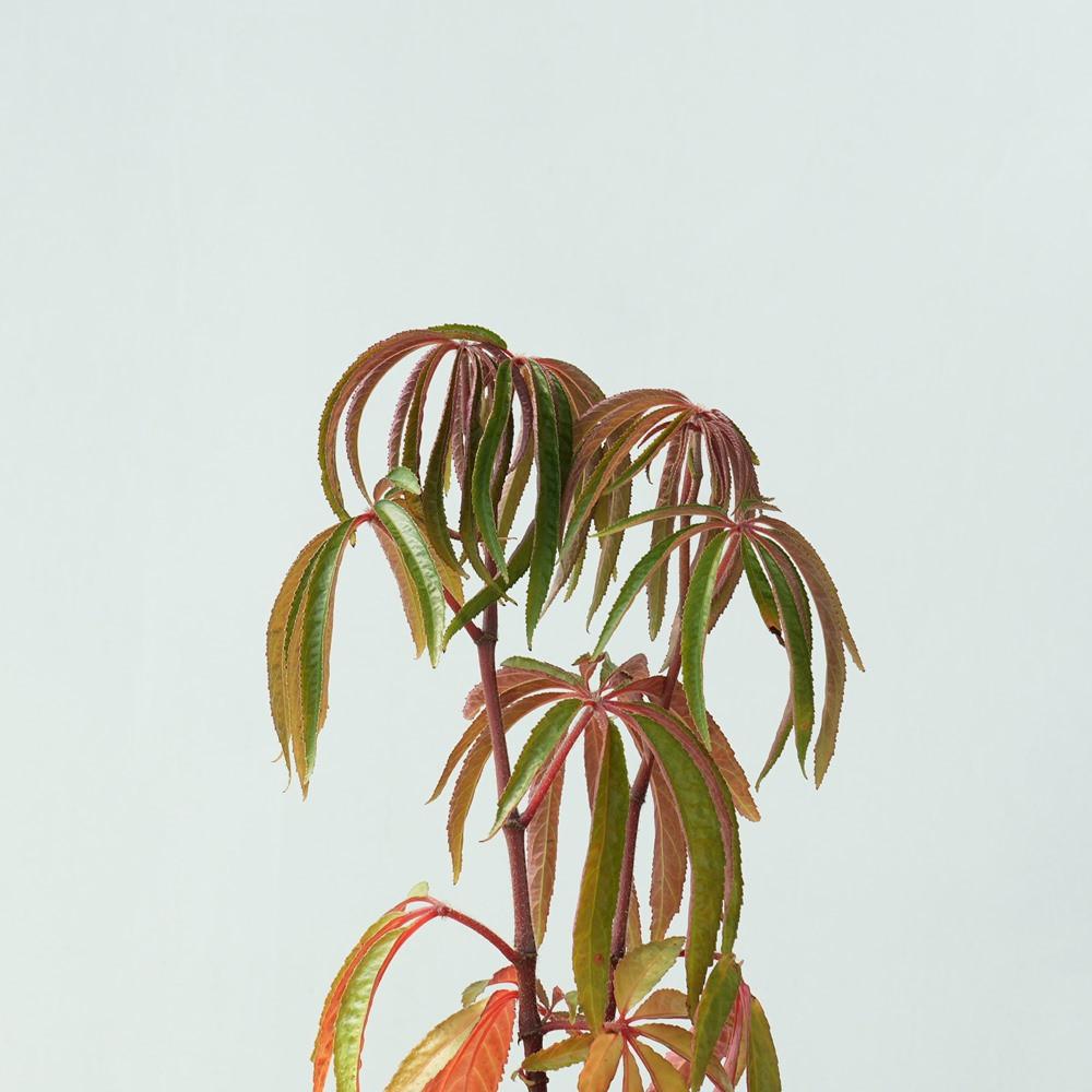 럭셔리안스 중형 키우기 꽃 화분 토분 베고니아 관엽식물