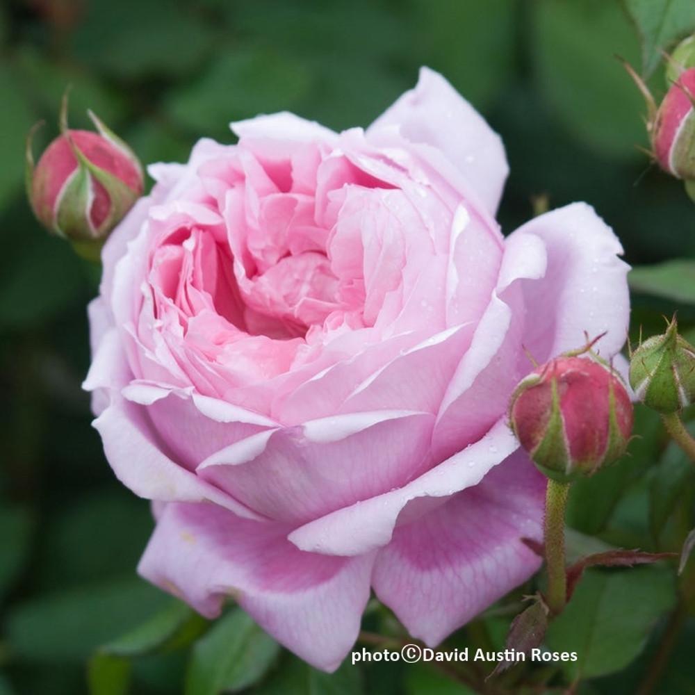 영국장미/엘런 티치마쉬(Alan Titchmarsh)/데이비드오스틴(David Austin Rose)/관목