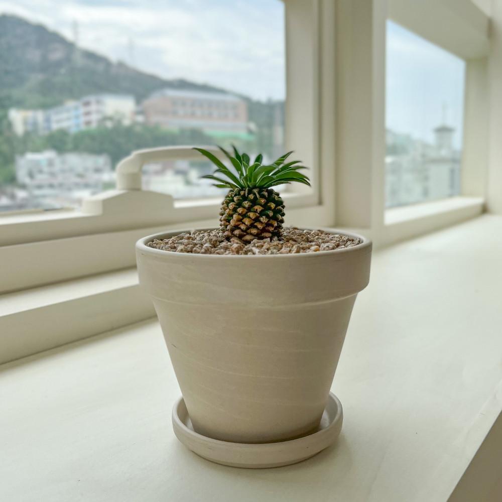 수풀플랜트 괴마옥 파인애플선인장 소철기린