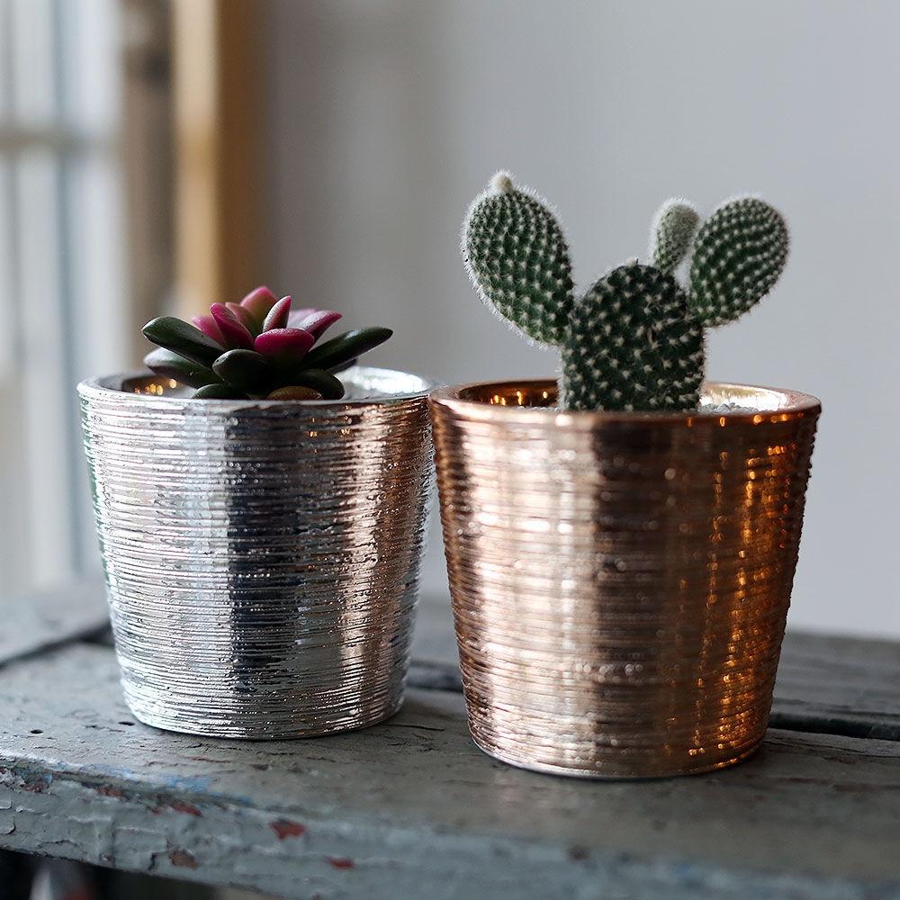 미니화분 다육식물을 담은 메탈도자기화분.선인장