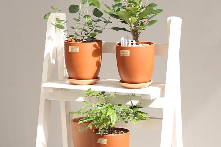 1+1 실내공기정화식물 38종 자유선택 고급 테라코타 바소 토분 미니울타리증정