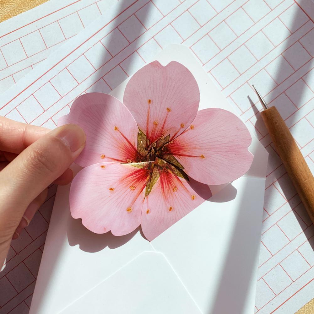 편지지 생일 특별한 압화 편지 아몬드 벚꽃