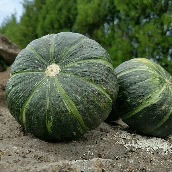 [첫수확] 제주 김경미님의 미니밤호박 5kg 단호박