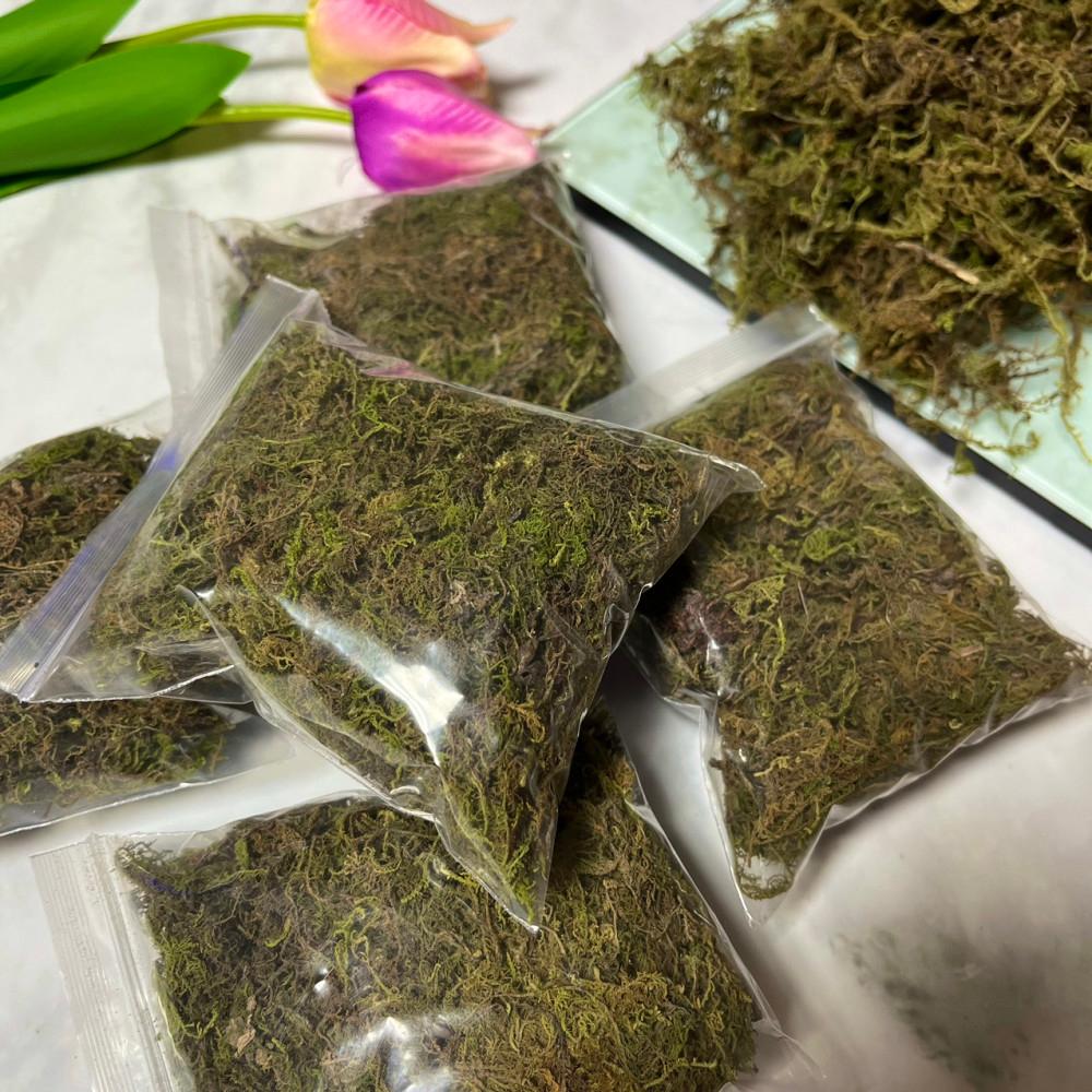 습도 조절 천연 생이끼-달팽이 키우기 청이끼 깃털 이끼 달팽이 용품 테라리움