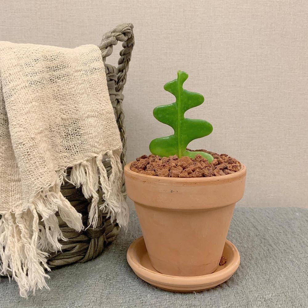 따스한정원 꼬불꼬불 생선뼈를 닮은 피쉬본 가시없는 귀여운 미니 선인장