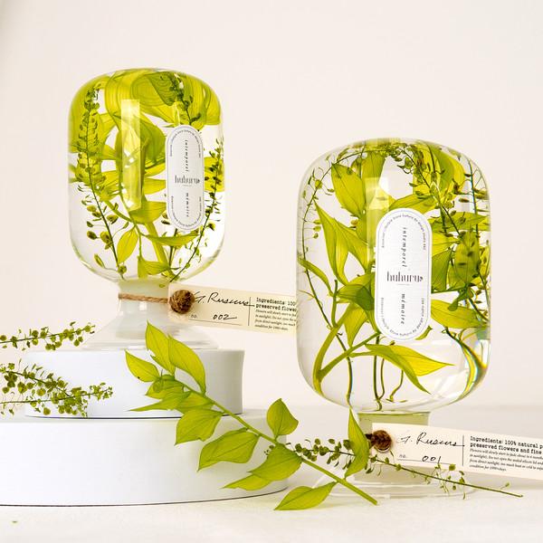 Green Ruscus 그린 루스커스