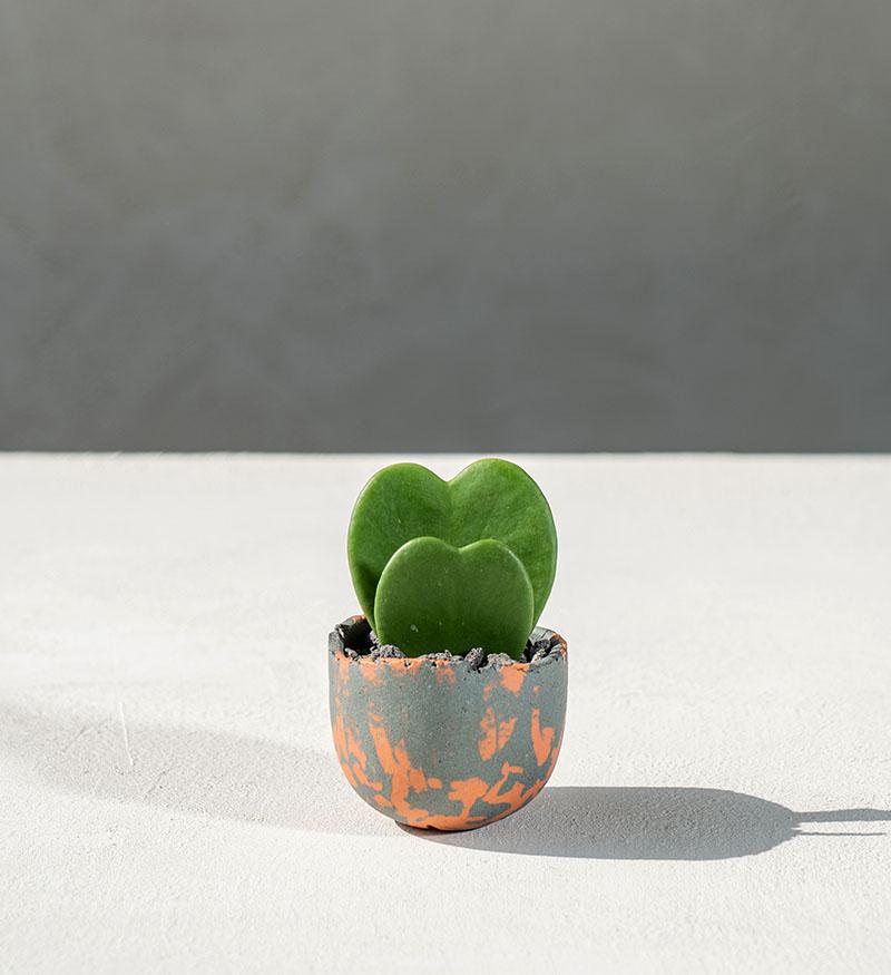 플랜트 세트 [하트호야]