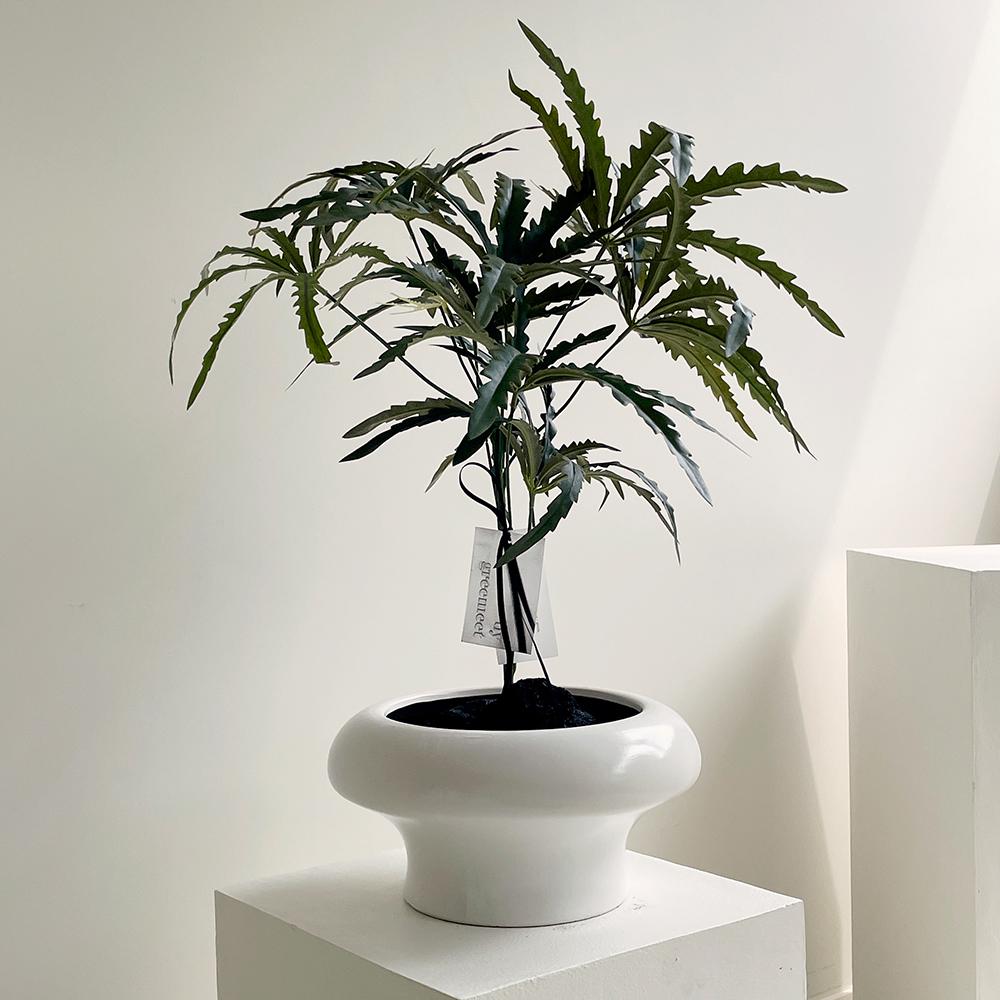 [real plant] 아랄리아