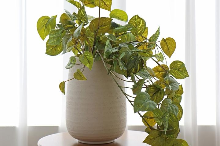 포토스 행잉 바인 부쉬 조화