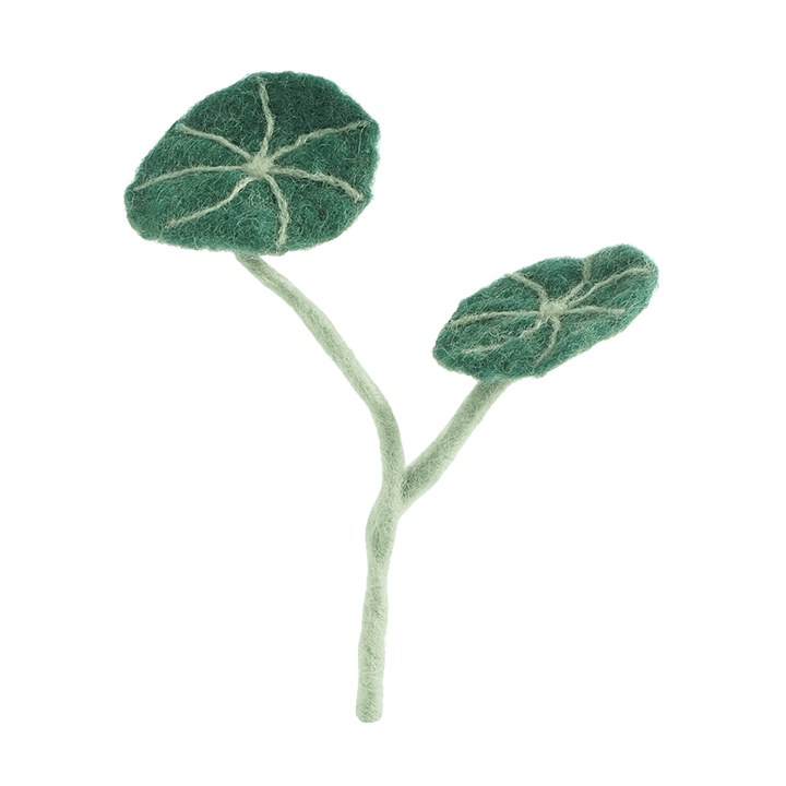 엔드리스 플라워 꽃, 스테파니아