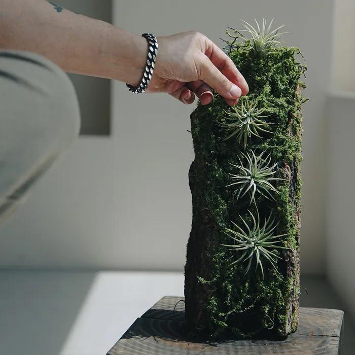 인조이끼분경 이오난사 세트