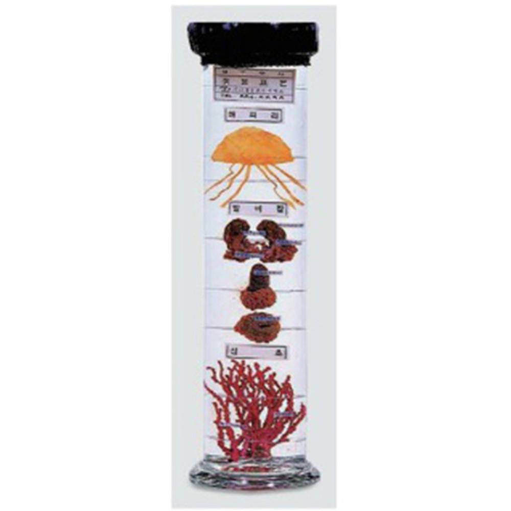 액침표본 해파리 SD71178