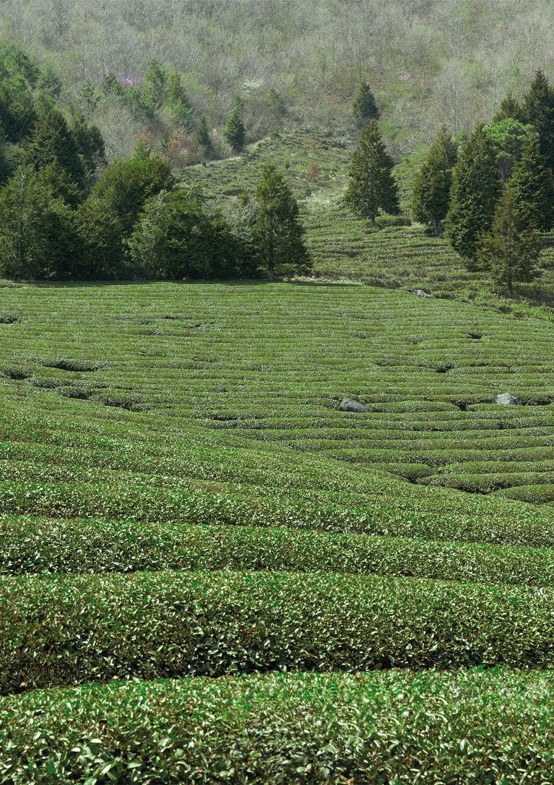 Tea Plantation