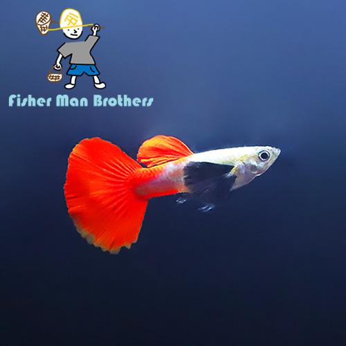 파이어 덤보 구피