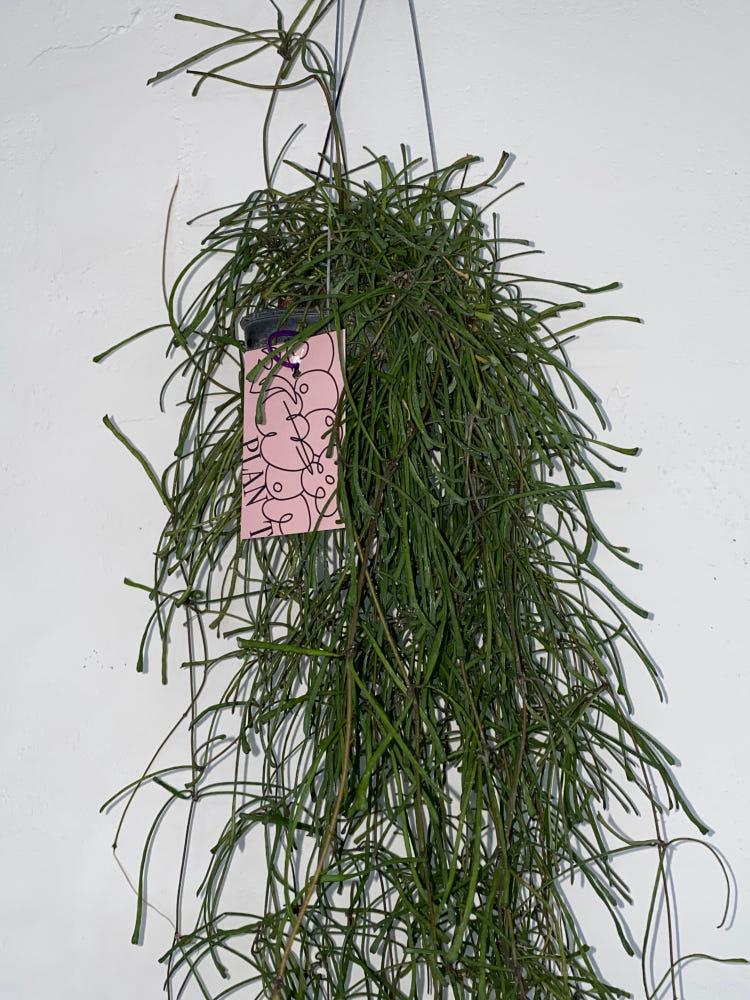 호야 스파이더 립살리스 공중 에어플랜트 행잉식물 카페식물 집들이 생일선물