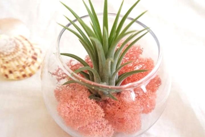 틸란드시아 이오난사 모스 유리볼_3colors