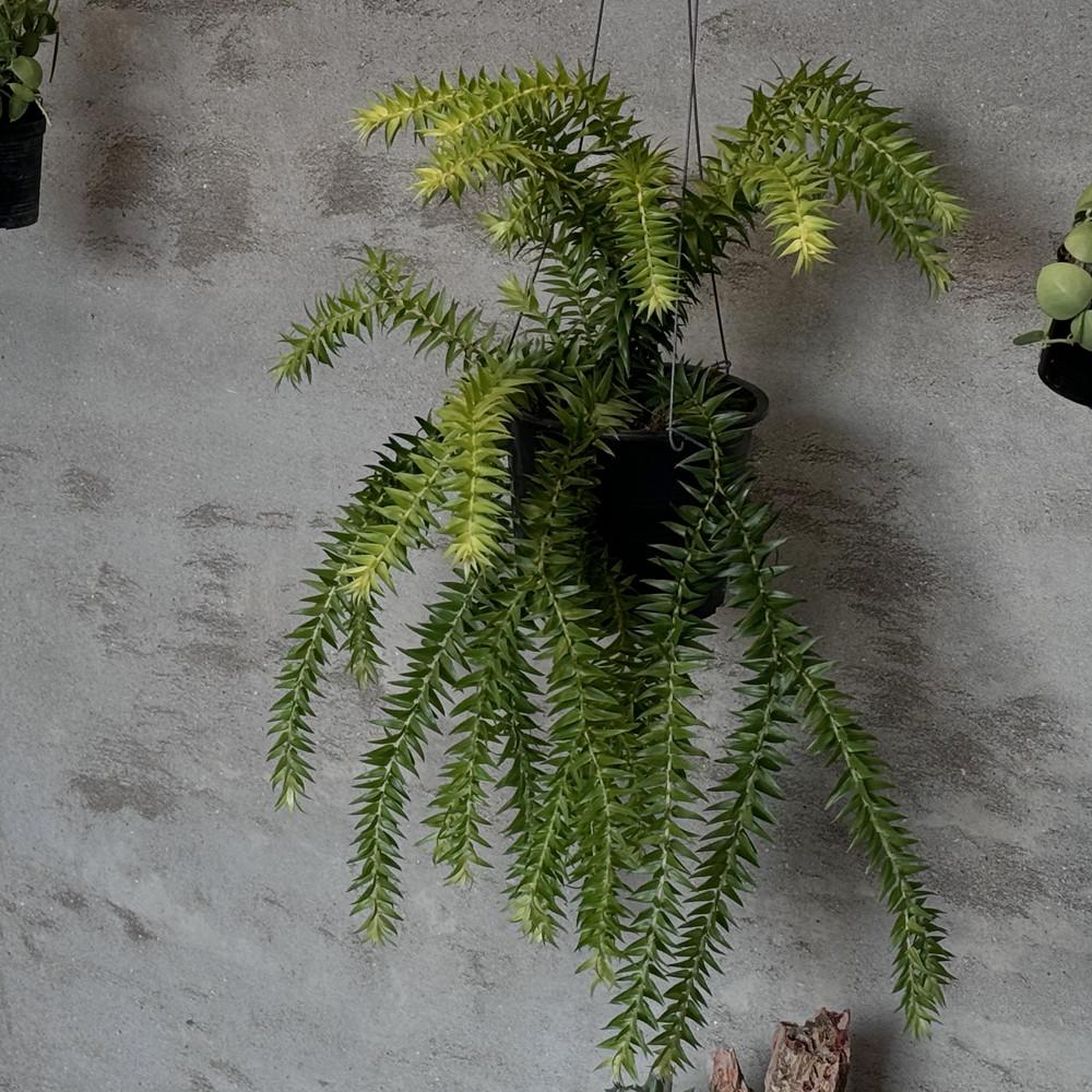 풀집 석송 원종 플래그마리아 스퀘어로사 행잉플랜트 식물 인테리어