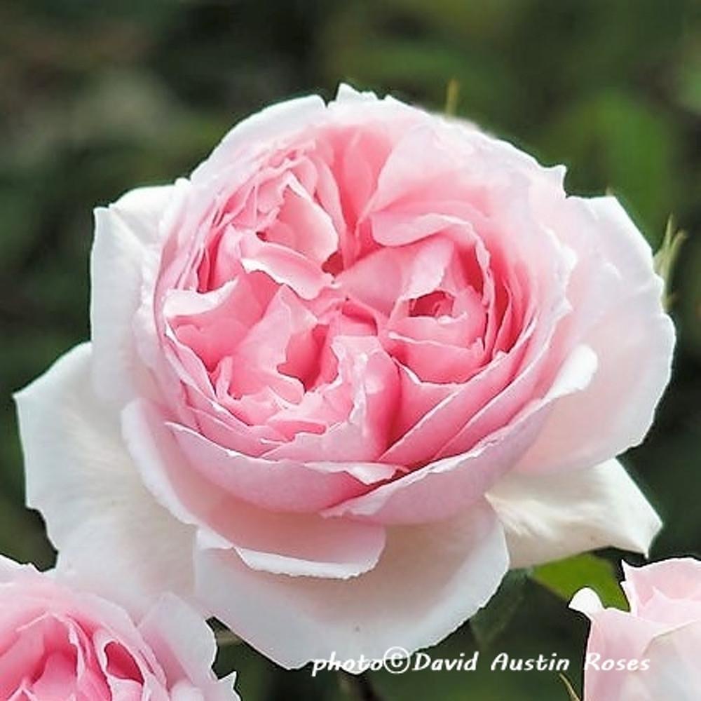 영국장미/웨지우드(The Wedgwood Rose)/데이비드오스틴장미(David Austin Rose)/덩굴