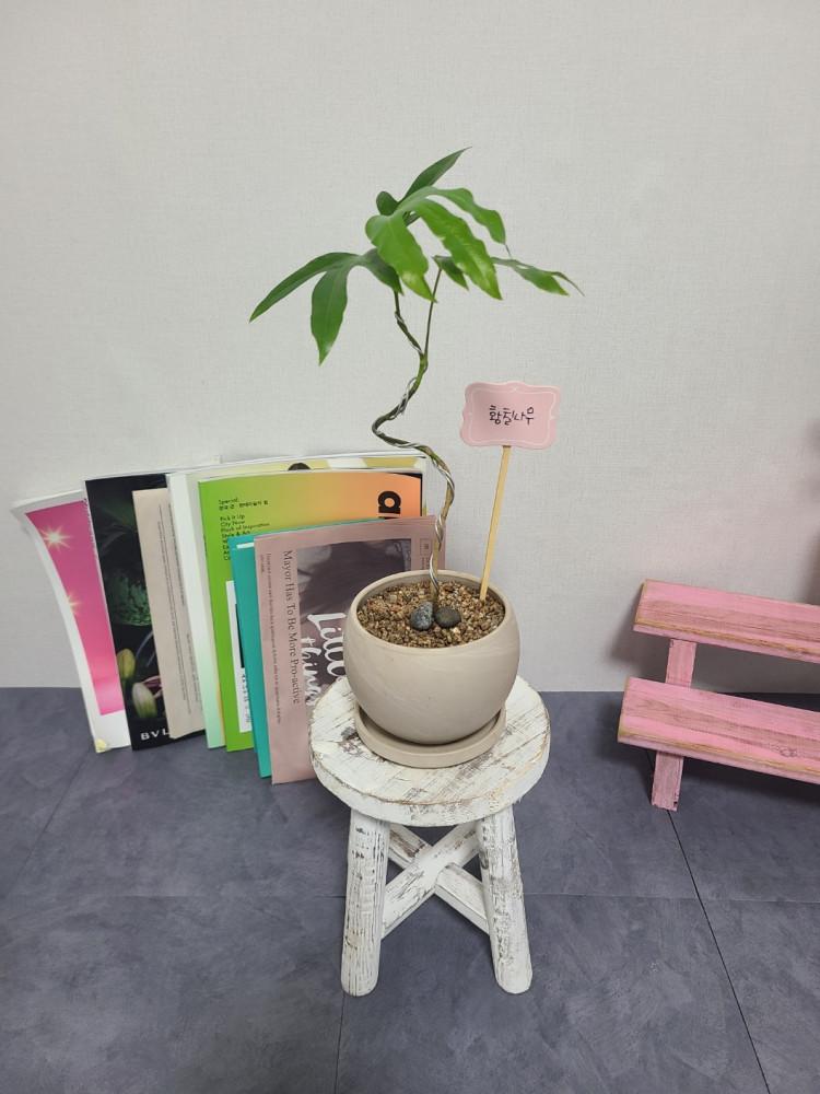 [평점 4.7점 리뷰 400건 돌파] 황칠나무 굴곡형 소형 독일 원형 크림 화이트 (셋트받침 포함)