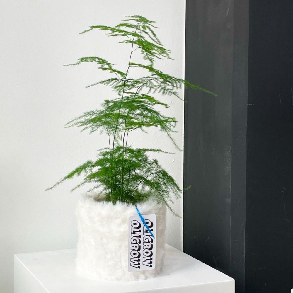 (Handmade 제작)    PPPOT3 퍼피팟3 x 아스파라거스 나누스 플랜테리어 추천 음지에서 잘크는 식물