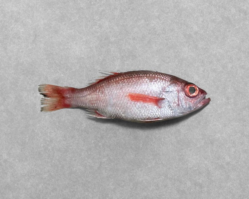 금태 노량진수산시장 엉클마린