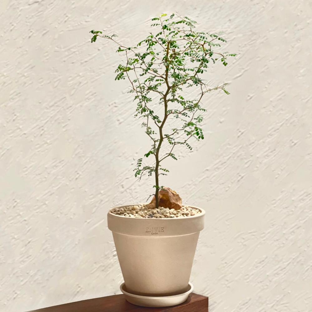 마오리소포라 중품 토분 세트 감성 인테리어 식물 오브제