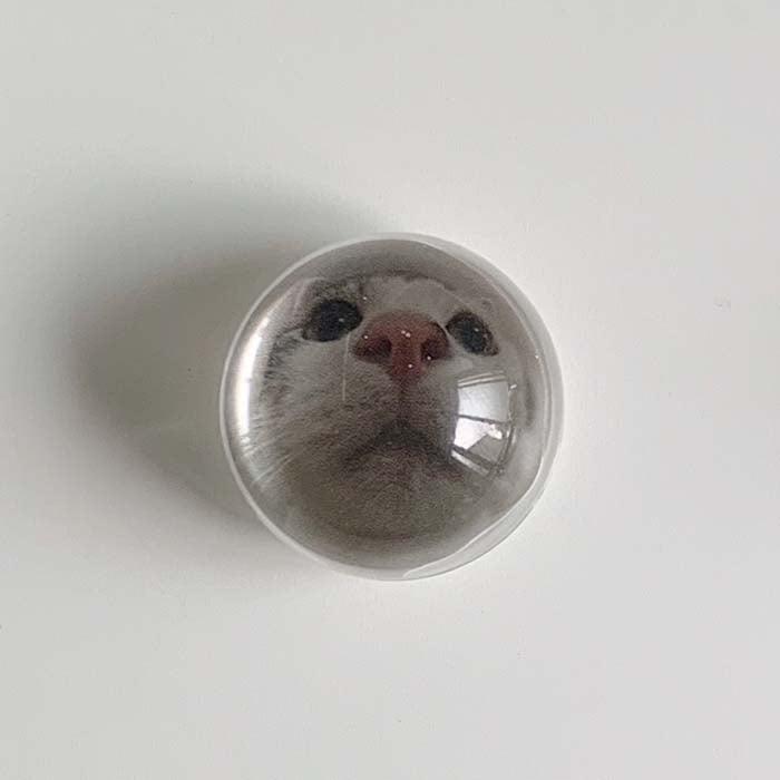 kitten dom griptok
