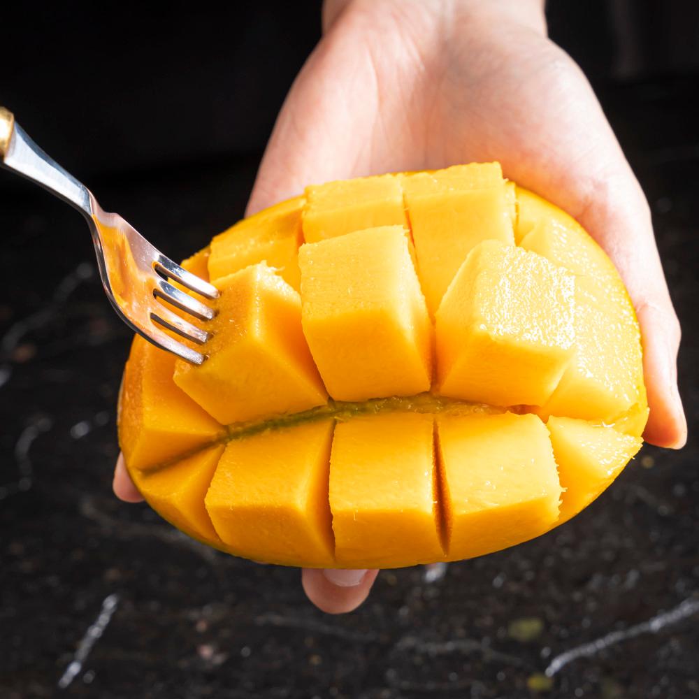 제주망고집 첫구매고객 전용상품